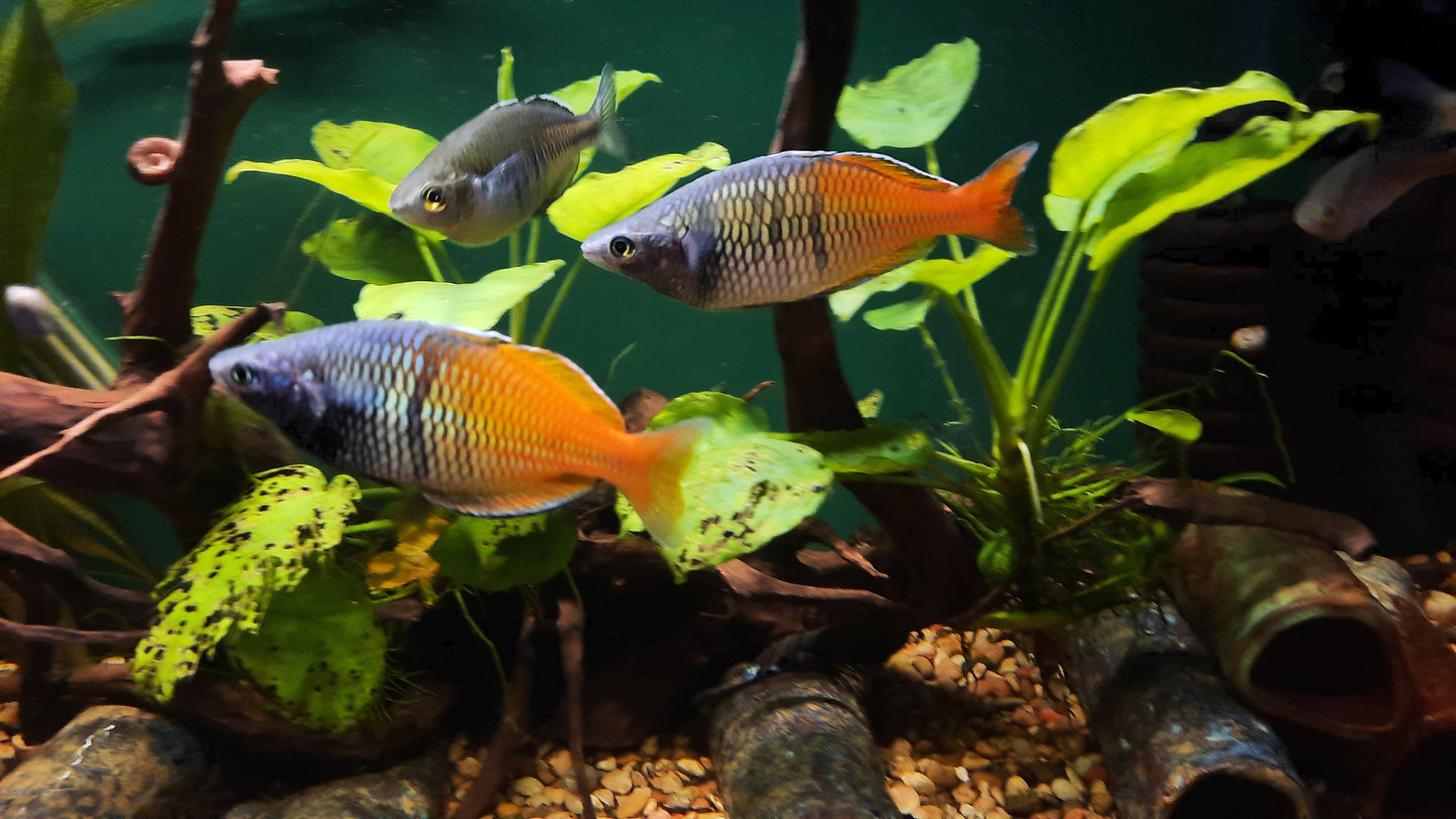 Aves Creek Boesemani