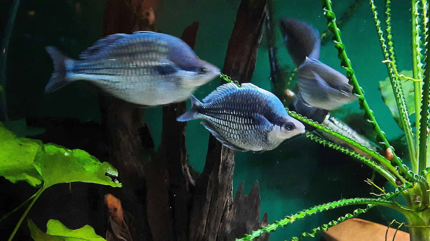 Melanotaenia Kamaka Rainbowfish
