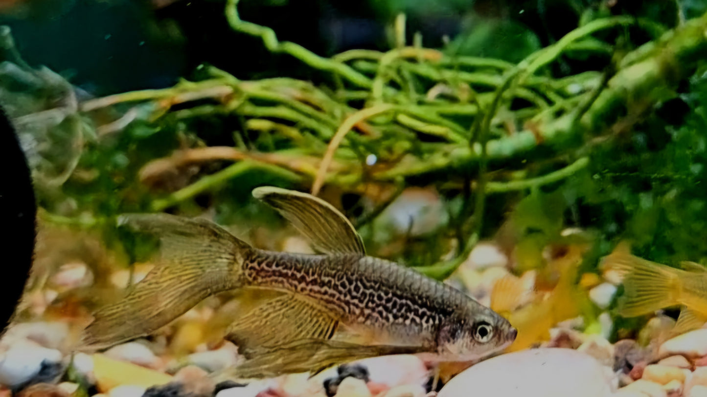 Longfin Platinum Leopard Danio