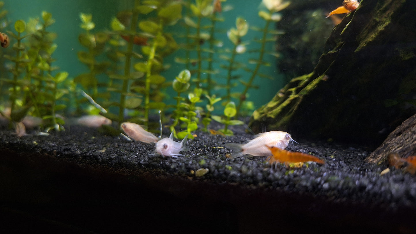 Albino Pygmy Corydora