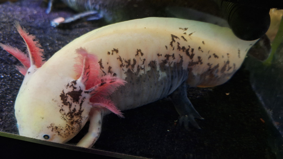 Mosaic Axolotl Double Pack
