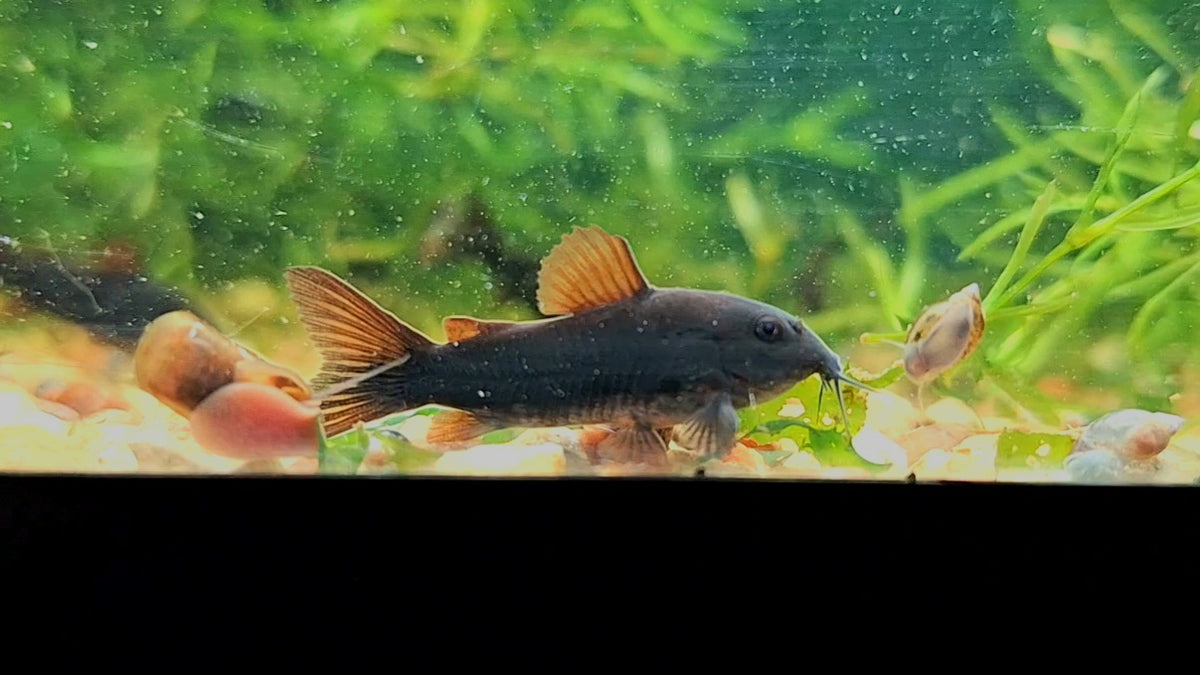 Black Schultzei Corydora