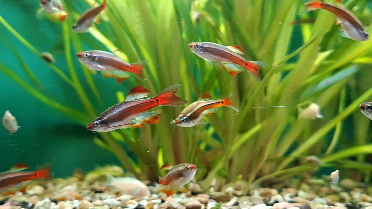 Longfin White Cloud Mountain Minnow