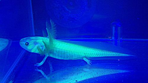 GFP Leucistic Axolotl - Pick Up Only