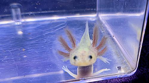 GFP Leucistic Axolotl - Breeder's Choice