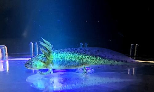 GFP Melanistic Axolotl - Pick Up Only