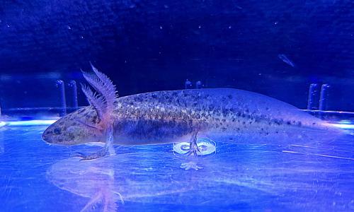 GFP Melanistic Axolotl - Pick Up Only