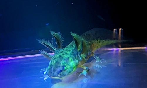 GFP Melanistic Axolotl - Pick Up Only