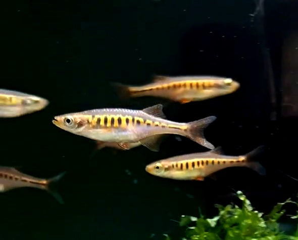 Lake Inle Danio