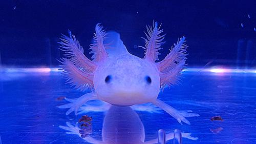 Leucistic Axolotl - Pick Up Only