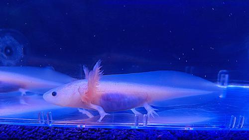 Leucistic Axolotl - Pick Up Only