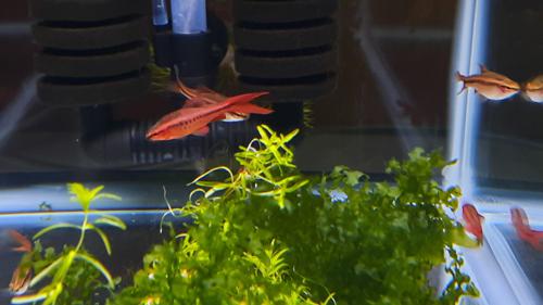 Longfin Cherry Barbs