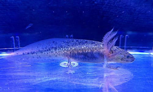 Melanistic Axolotl - Breeder's Choice