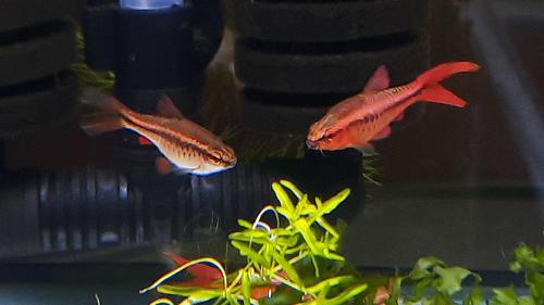 Longfin Cherry Barbs