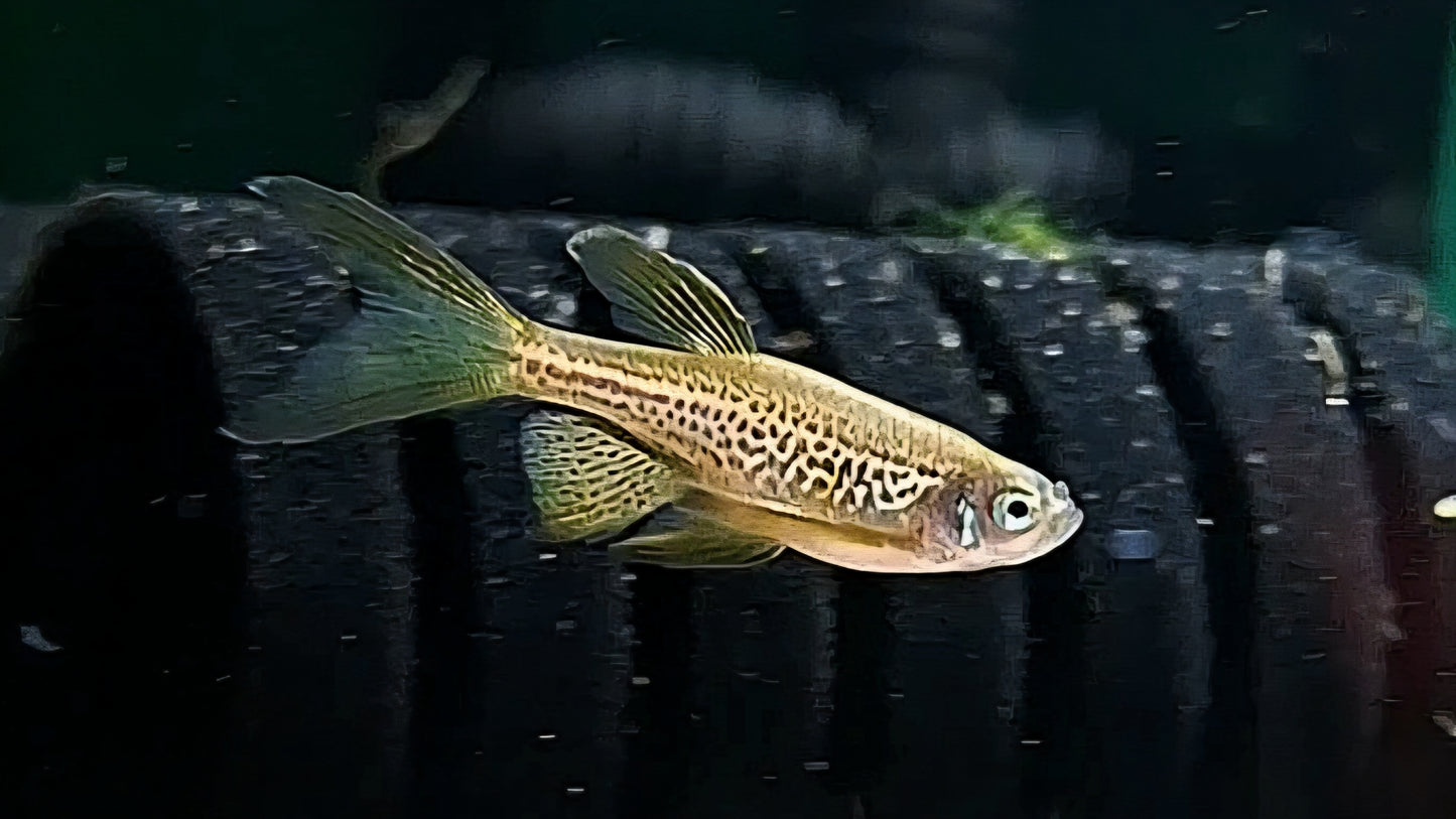Longfin Platinum Leopard Danio