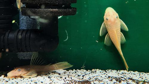 Short Fin Lemon Blue Eye Bristlenose Pleco