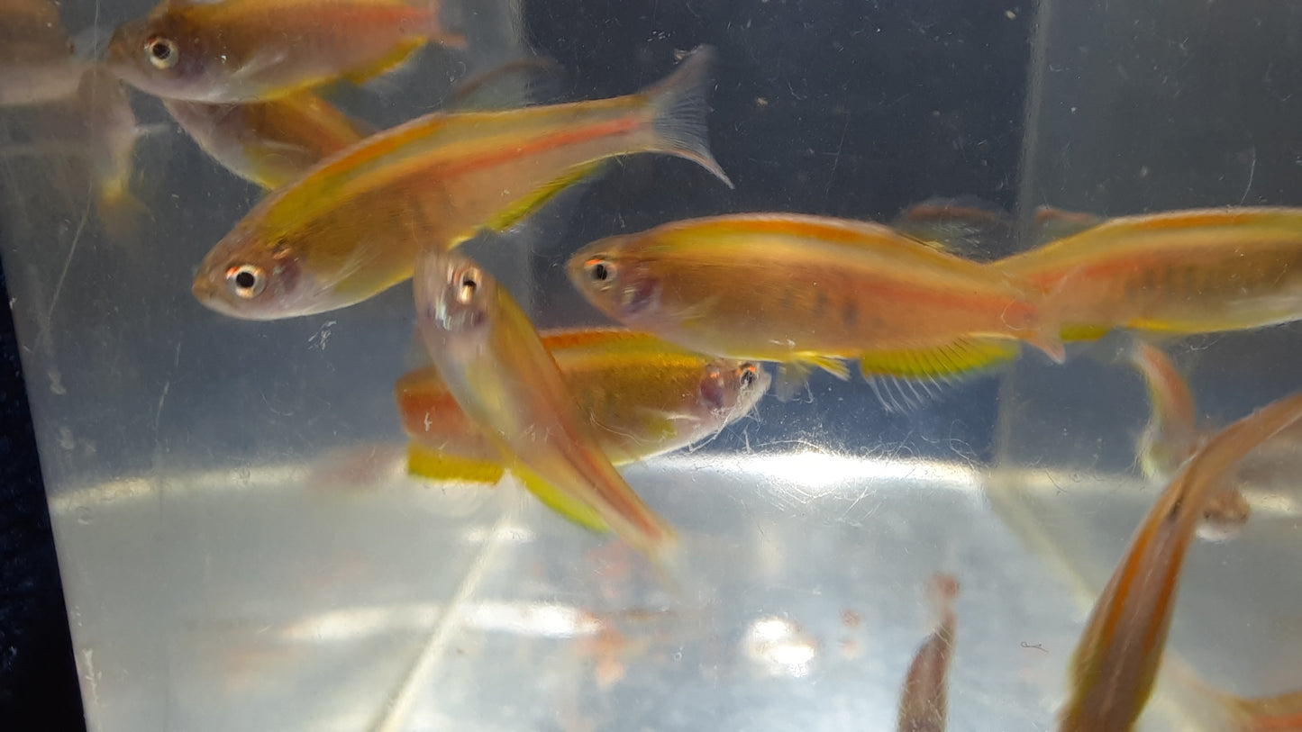 Glowlight Danio