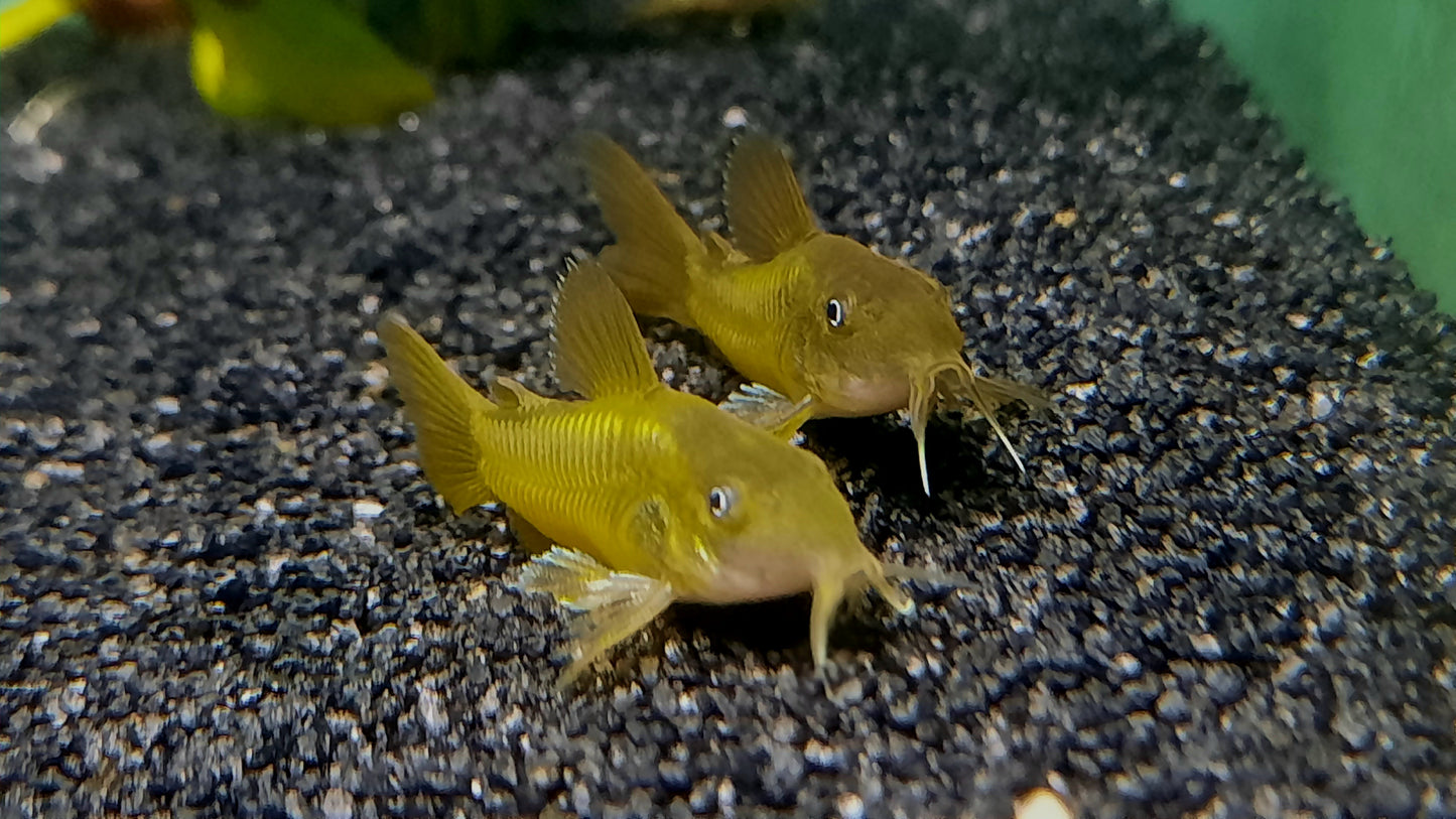 Green Laser Corydoras CW009