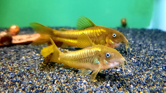 Green Laser Corydoras CW009