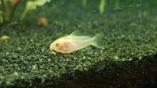 Albino Pygmy Corydora
