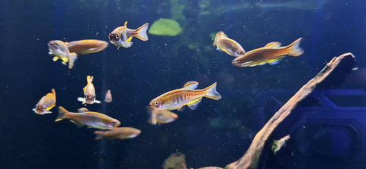 Glowlight Danio