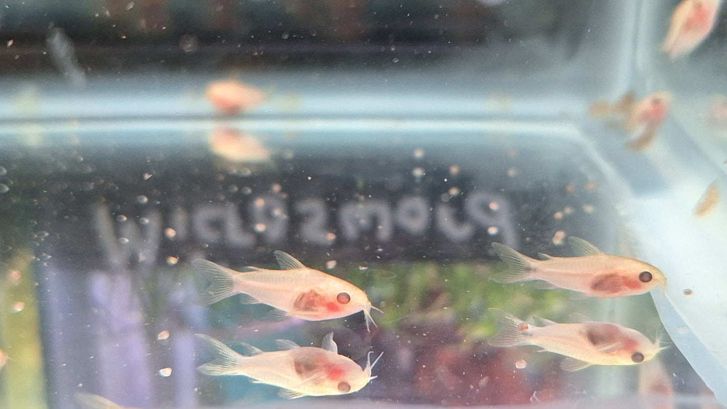 Albino Pygmy Corydora