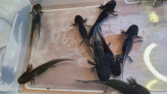 Melanistic Axolotl - Breeder's Choice