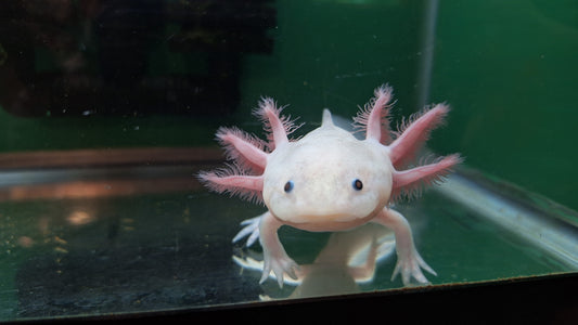 Leucistic Axolotl - Breeder's Choice