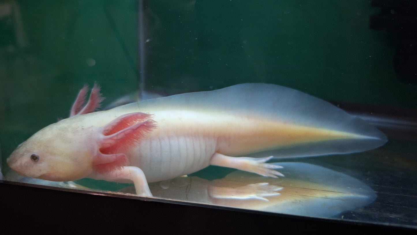 Leucistic Axolotl - Breeder's Choice