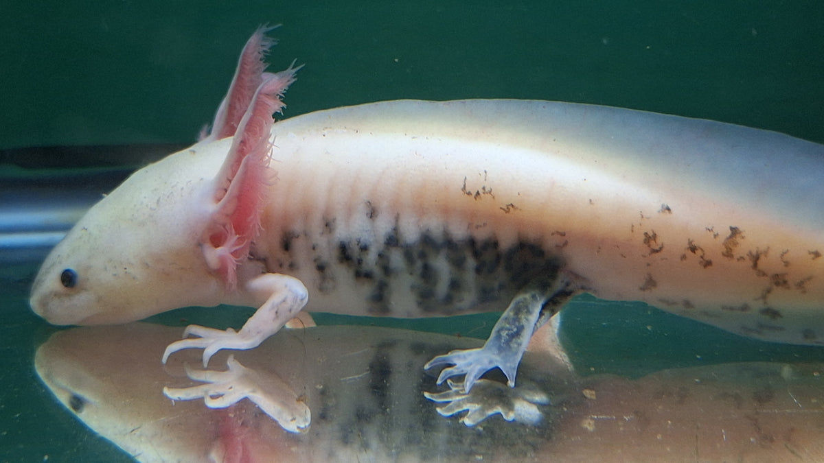 Mosaic Axolotl Double Pack