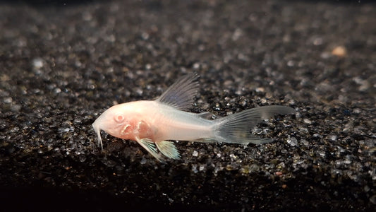 Longfin Albino Corydora