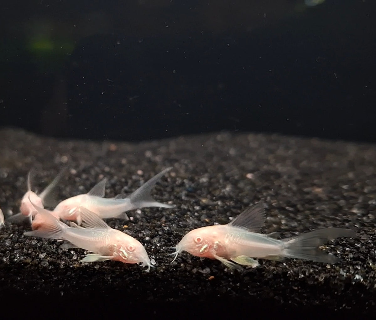 Longfin Albino Corydora