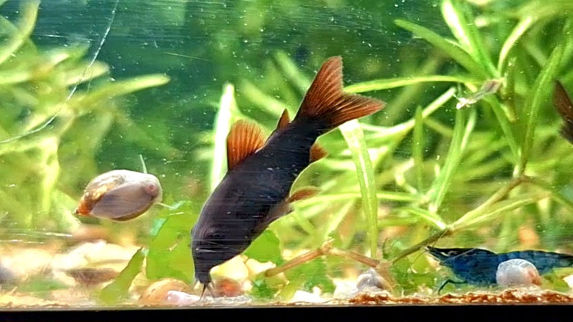 Black Schultzei Corydora
