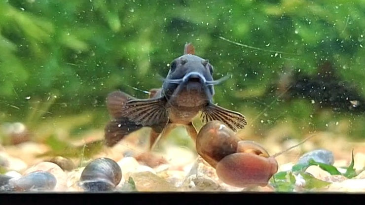Black Schultzei Corydora