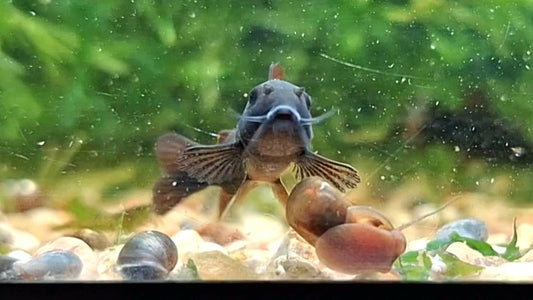 Black Schultzei Corydora