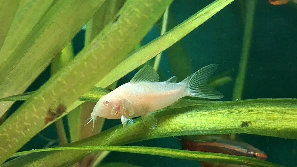 Albino Corydora