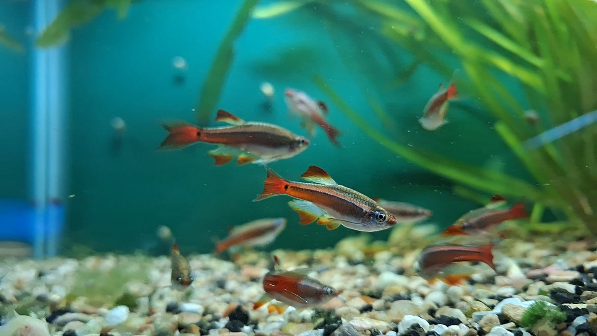 Longfin White Cloud Mountain Minnow