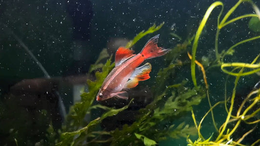 Longfin White Cloud Mountain Minnow