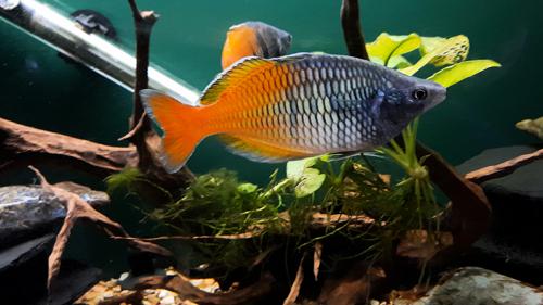 Aves Creek Boesemani