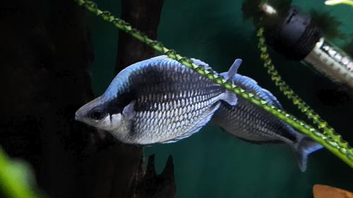 Melanotaenia Kamaka Rainbowfish