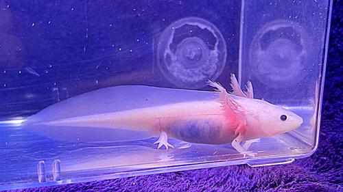 Leucistic Axolotl - Pick Up Only