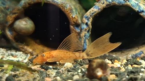 Longfin Super Red Bristlenose Pleco