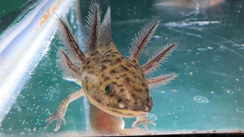 Melanistic Axolotl - Breeder's Choice