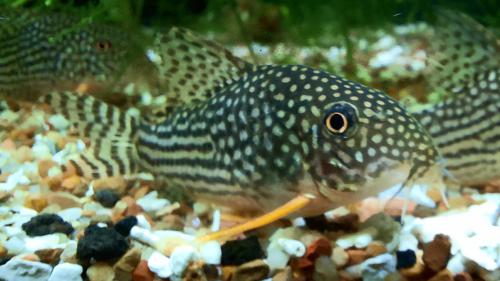 Sterbai Corydora Rio Itenez Collection Point