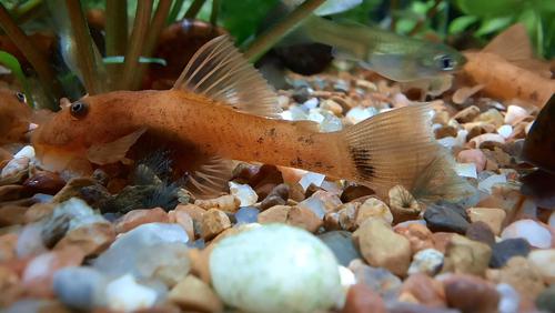 Super Red Bristlenose Pleco