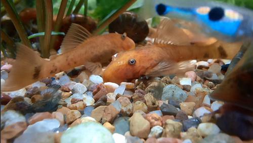 Super Red Bristlenose Pleco