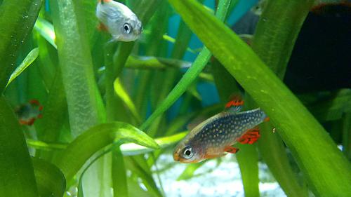 Celestial Pearl Danio