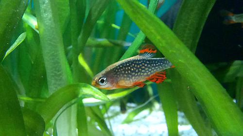 Celestial Pearl Danio